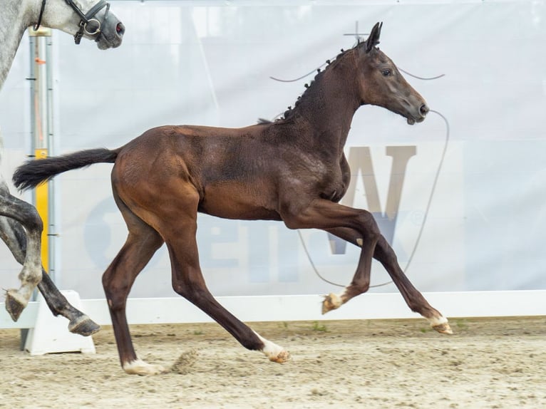 Westfaliano Semental Potro (05/2024) Morcillo in Münster-Handorf