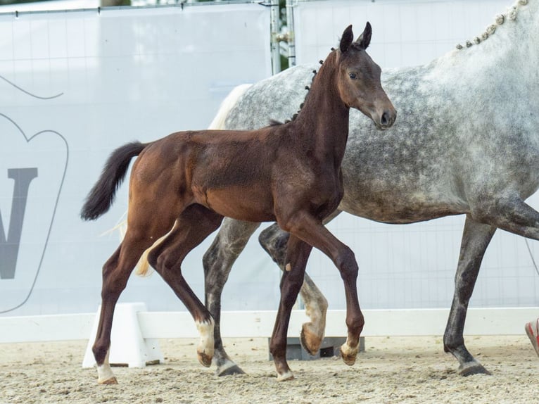 Westfaliano Semental Potro (05/2024) Morcillo in Münster-Handorf