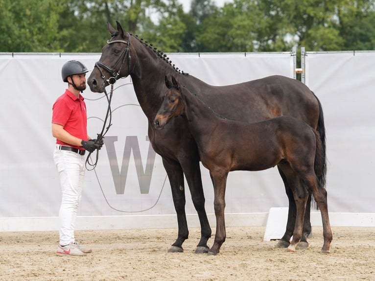 Westfaliano Semental Potro (05/2024) Morcillo in Münster-Handorf