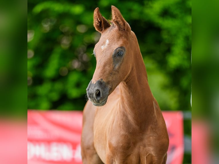 Westfaliano Semental Potro (05/2026) Musgo in Mnster-Handorf