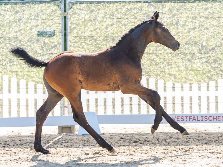 Westfaliano Semental Potro (04/2026) Musgo in Mnster-Handorf