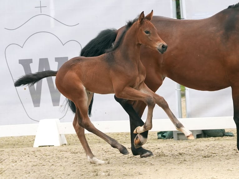 Westfaliano Semental Potro (05/2024) Musgo in Münster-Handorf