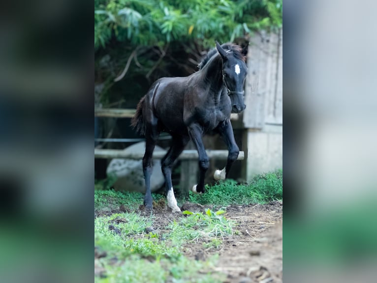 Westfaliano Mestizo Semental Potro (03/2024) Negro in Ragnitz