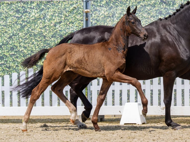 Westfaliano Semental Potro (03/2026) Negro in Mnster-Handorf