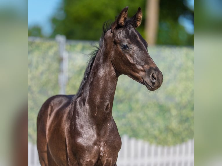 Westfaliano Semental Potro (06/2026) Negro in Mnster-Handorf
