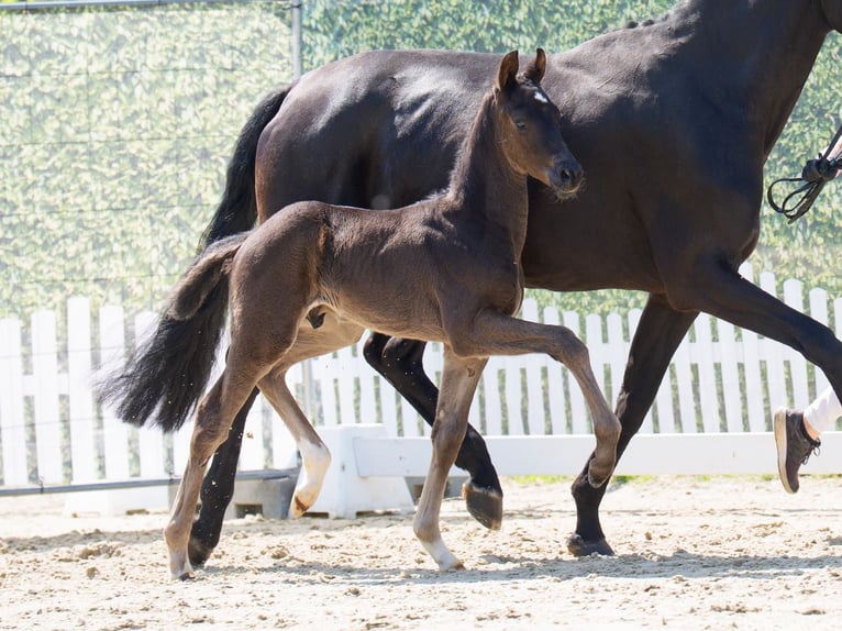 Westfaliano Semental  Negro in Mnster-Handorf