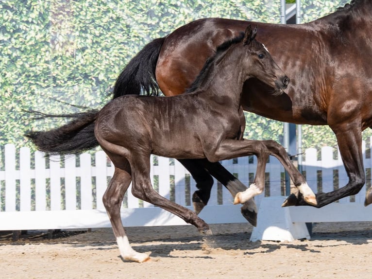 Westfaliano Semental Potro (05/2026) Negro in Mnster-Handorf