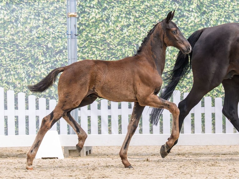 Westfaliano Semental Potro (04/2026) Negro in Mnster-Handorf