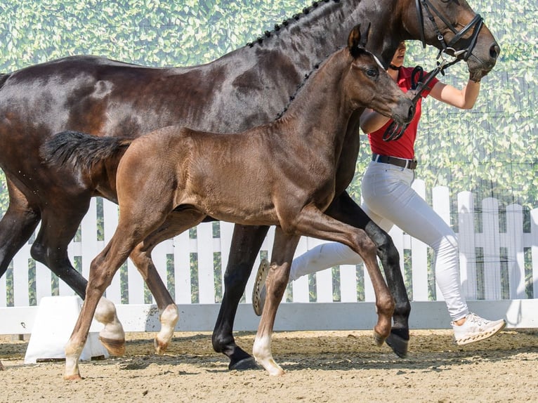 Westfaliano Semental Potro (05/2026) Negro in Mnster-Handorf