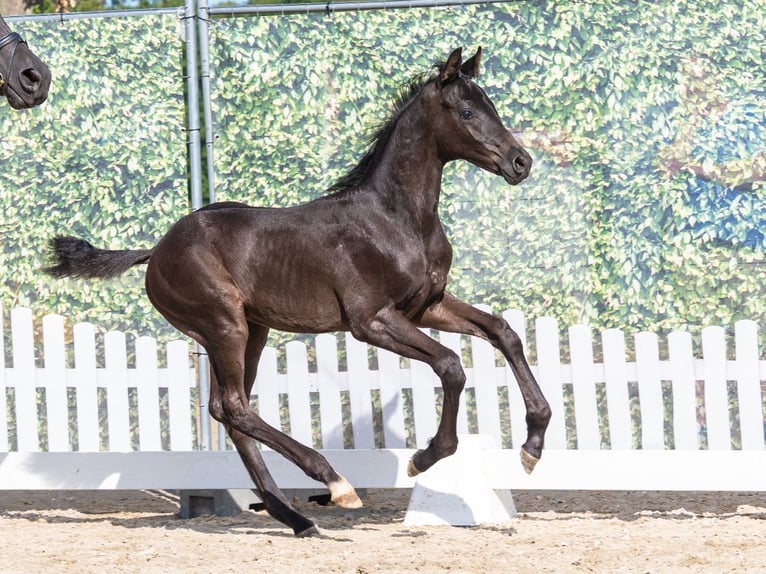 Westfaliano Semental Potro (06/2026) Negro in Mnster-Handorf