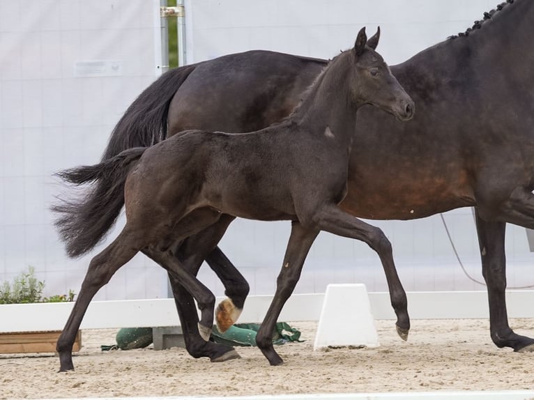 Westfaliano Semental Potro (03/2024) Negro in Münster-Handorf