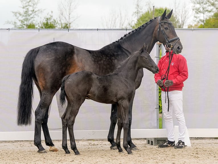 Westfaliano Semental Potro (03/2024) Negro in Münster-Handorf