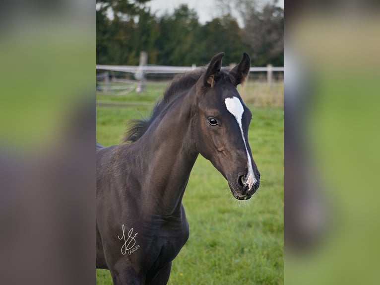 Westfaliano Semental  Negro in Sendenhorst