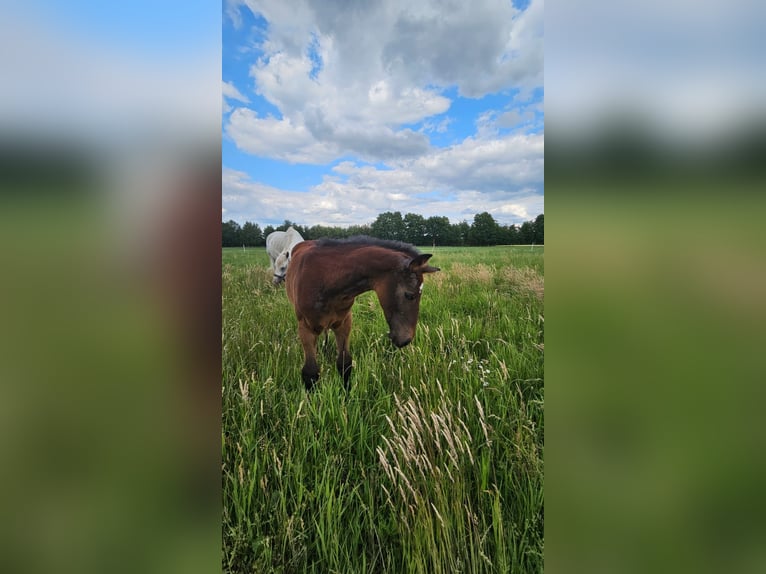 Westfaliano Semental  Tordo in Beelen