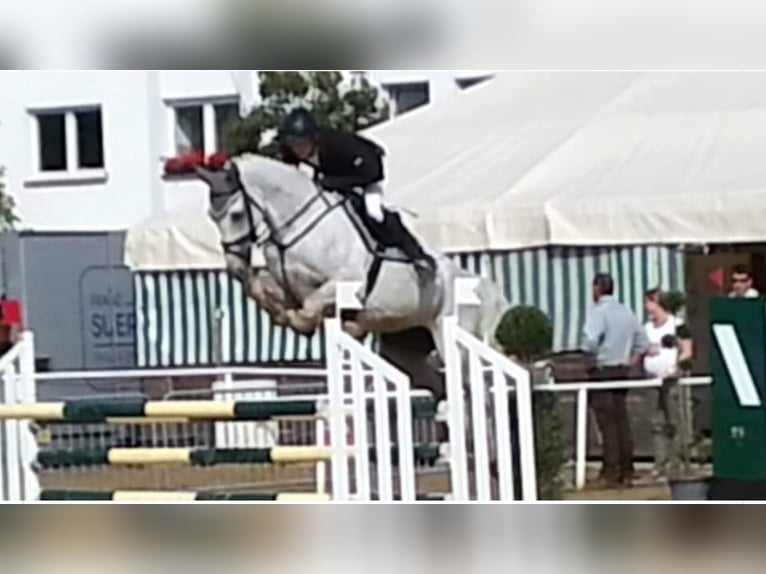 Westfaliano Semental  Tordo in Beelen