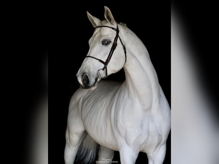 Westfaliano Stallone 10 Anni 168 cm Grigio in Ibbenbüren