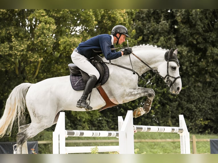 Westfaliano Stallone 10 Anni 172 cm Grigio in Riedstadt