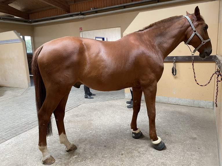 Westfaliano Stallone 12 Anni 182 cm Sauro in Ratingen