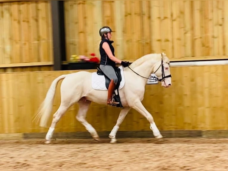 Westfaliano Mix Stallone 14 Anni 163 cm Cremello in Powys