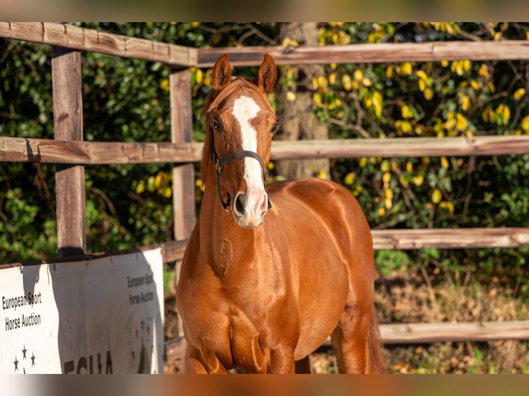Westfaliano Stallone 1 Anno 152 cm Sauro in GROTE-BROGEL
