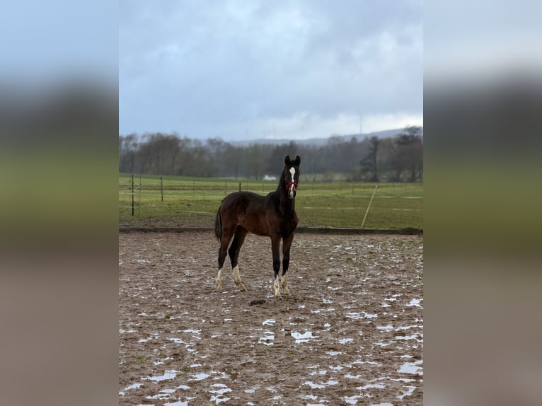 Westfaliano Stallone 1 Anno 160 cm Baio in Weilerbach
