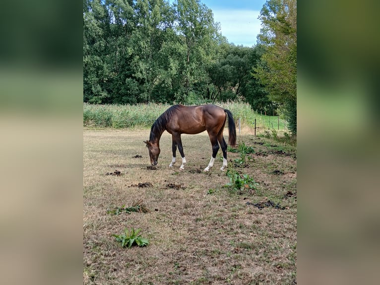 Westfaliano Stallone 1 Anno 160 cm Baio in Weilerbach