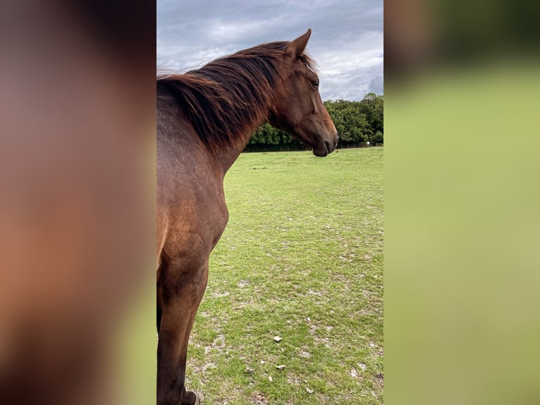 Westfaliano Stallone 1 Anno 168 cm Baio in Billerbeck