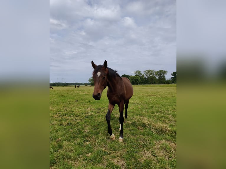Westfaliano Stallone 1 Anno 168 cm Baio scuro in Hückelhoven