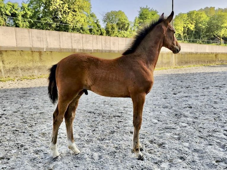 Westfaliano Stallone 1 Anno 169 cm Baio in Dörrmorschel