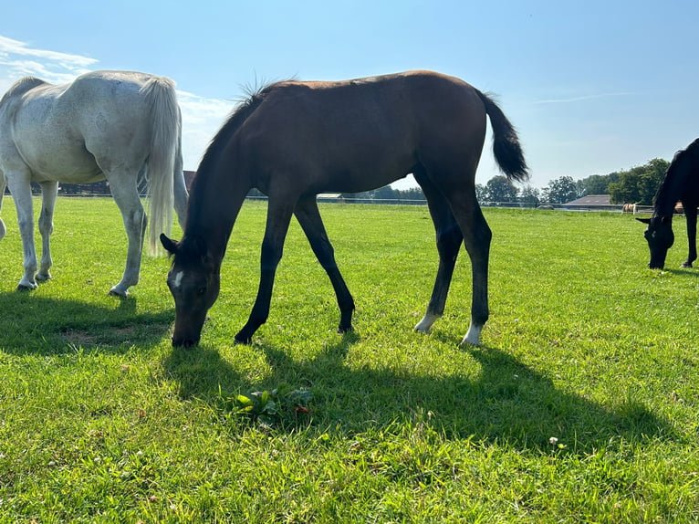 Westfaliano Stallone 1 Anno 169 cm Grigio in Harsewinkel