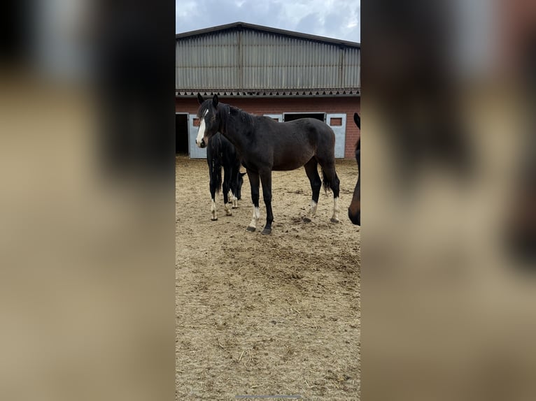 Westfaliano Stallone 1 Anno 170 cm Baio nero in Melle