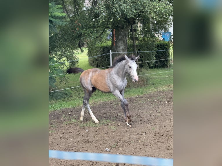 Westfaliano Stallone 1 Anno 170 cm Può diventare grigio in Melle
