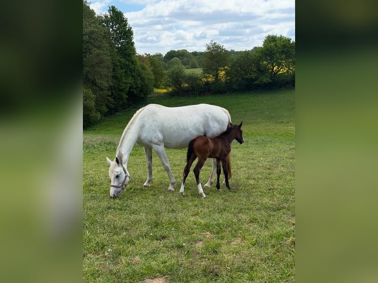 Westfaliano Stallone 1 Anno 170 cm Può diventare grigio in Melle