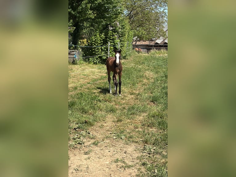 Westfaliano Stallone 1 Anno 170 cm Può diventare grigio in Melle