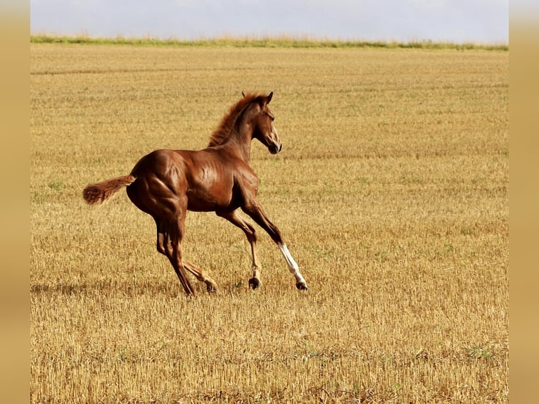 Westfaliano Stallone 1 Anno 170 cm Sauro scuro in Emmerthal