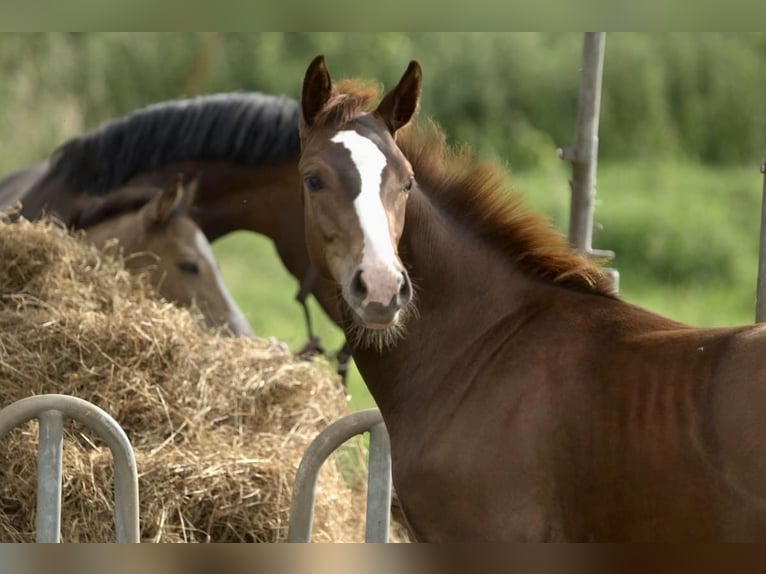 Westfaliano Stallone 1 Anno 170 cm Sauro scuro in Emmerthal