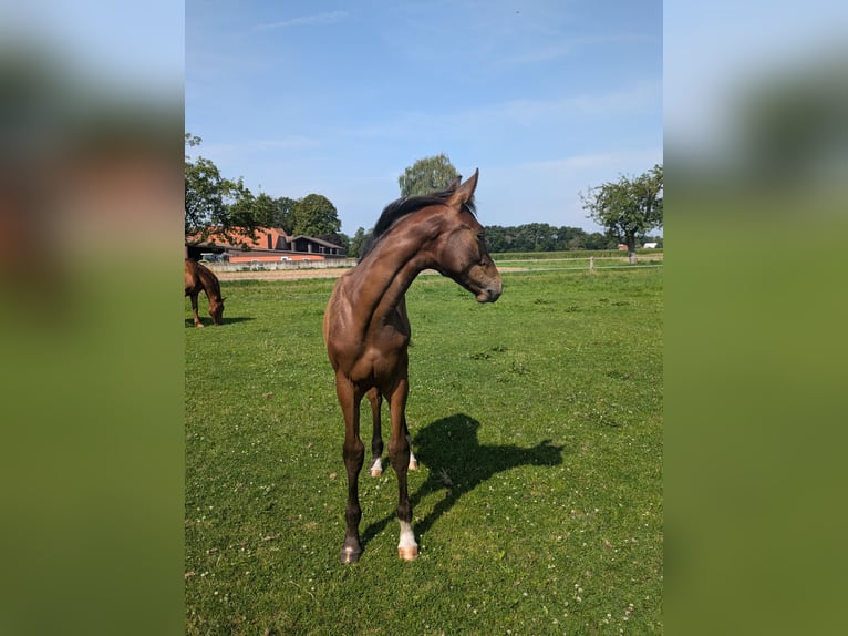 Westfaliano Stallone 1 Anno 172 cm Baio in Harsewinkel