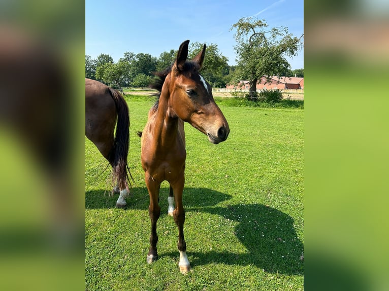 Westfaliano Stallone 1 Anno 172 cm Baio in Harsewinkel