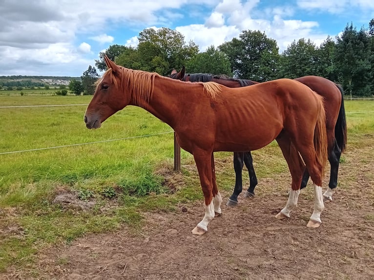 Westfaliano Stallone 1 Anno 172 cm Sauro scuro in Hasbergen