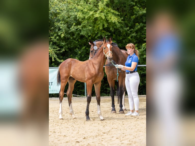 Westfaliano Stallone 1 Anno 175 cm Baio in Winnweiler