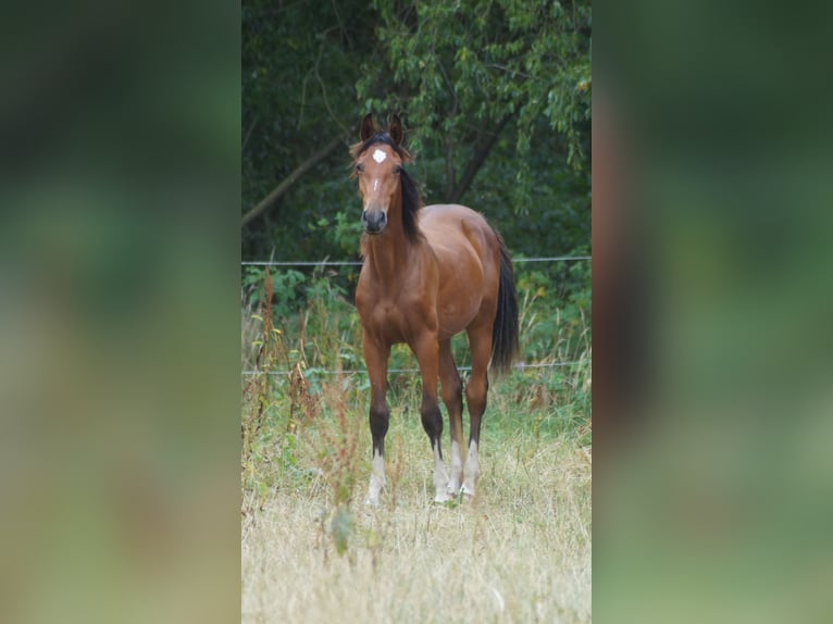 Westfaliano Stallone 1 Anno Baio in Neuenkirchen-Vörden
