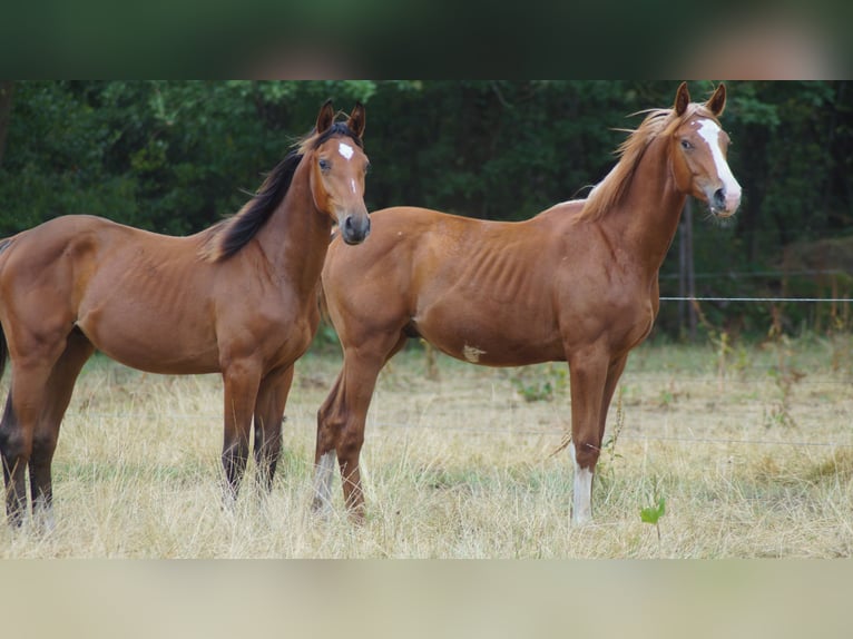 Westfaliano Stallone 1 Anno Baio in Neuenkirchen-Vörden