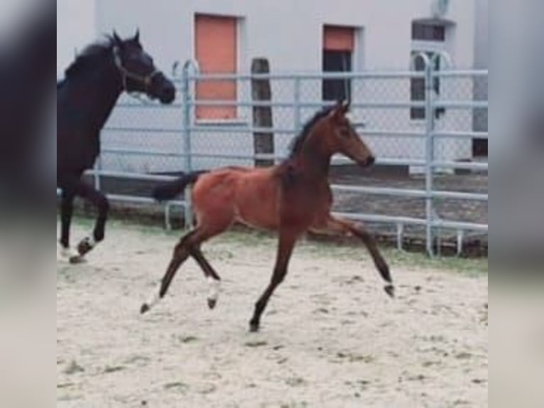 Westfaliano Stallone 1 Anno Baio in Borchen