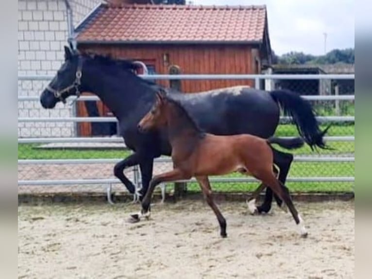 Westfaliano Stallone 1 Anno Baio in Borchen