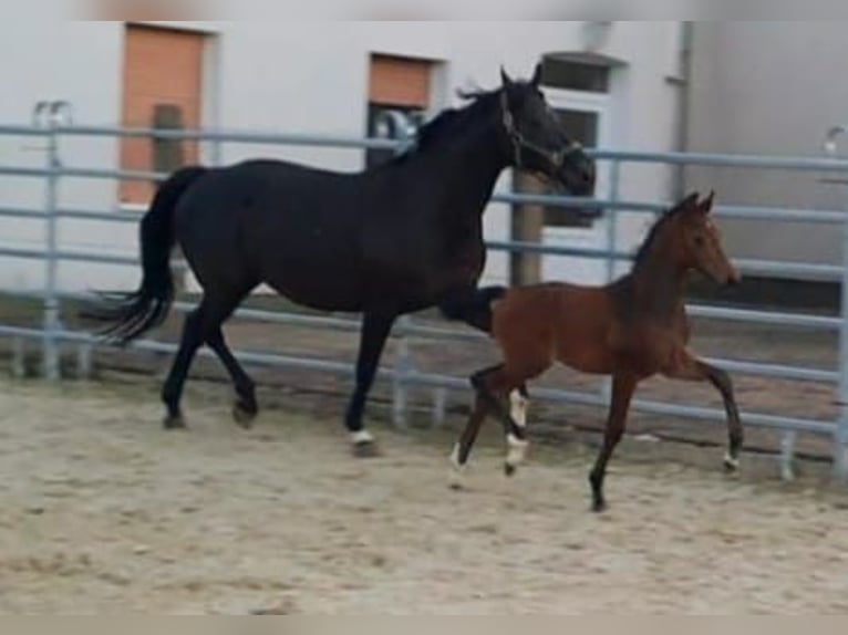 Westfaliano Stallone 1 Anno Baio in Borchen