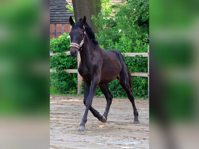 Westfaliano Stallone 1 Anno Baio nero in Neuenkirchen-Vörden