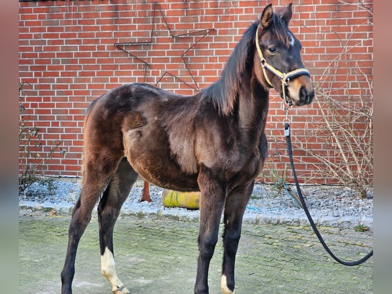 Westfaliano Stallone 1 Anno Baio scuro in Dorsten