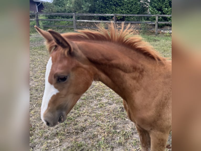 Westfaliano Stallone 1 Anno Sauro in Haltern am See