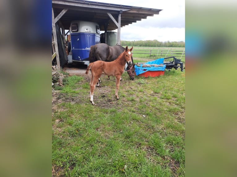 Westfaliano Stallone 1 Anno Sauro scuro in Ostercappeln