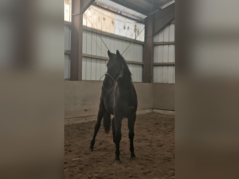 Westfaliano Stallone 2 Anni 155 cm Baio scuro in Appen